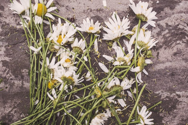 smashed daisies