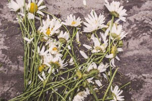smashed daisies