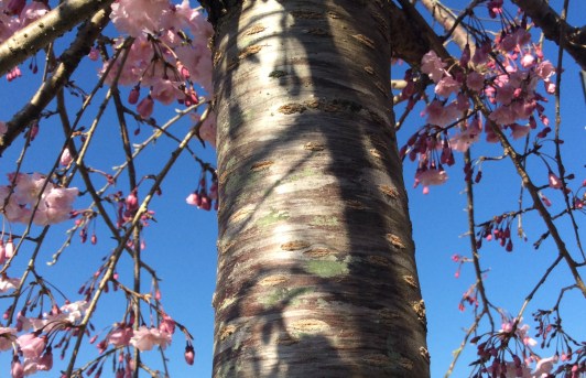 Weeping Cherry Trunk
