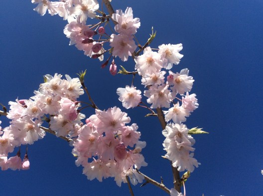 Cherry blossom cloud