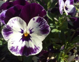 Purple and White are Our Colors not our Heart