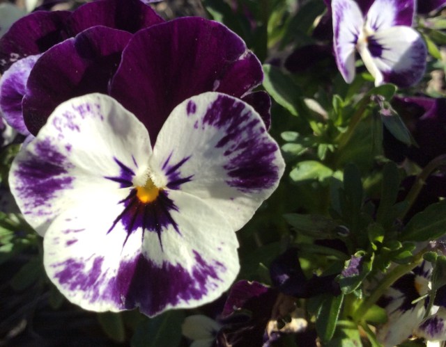 Purple and White are Our Colors not our Heart