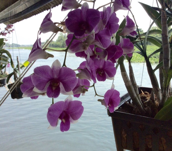 Lavender Orchids on the River