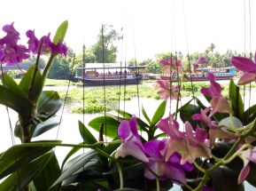 Orchids and Boats