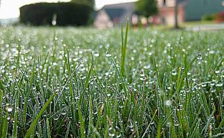 dew grass refined