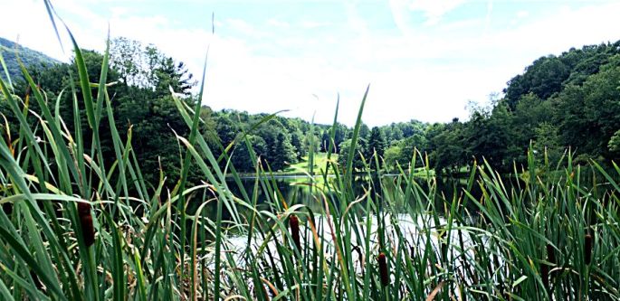 cat tail on lake refined