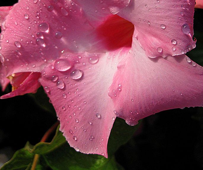 Pink flower with dew refined 2