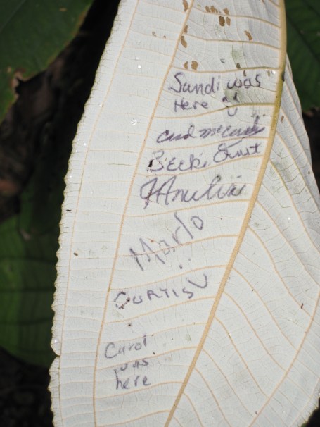 names on back of living leaf