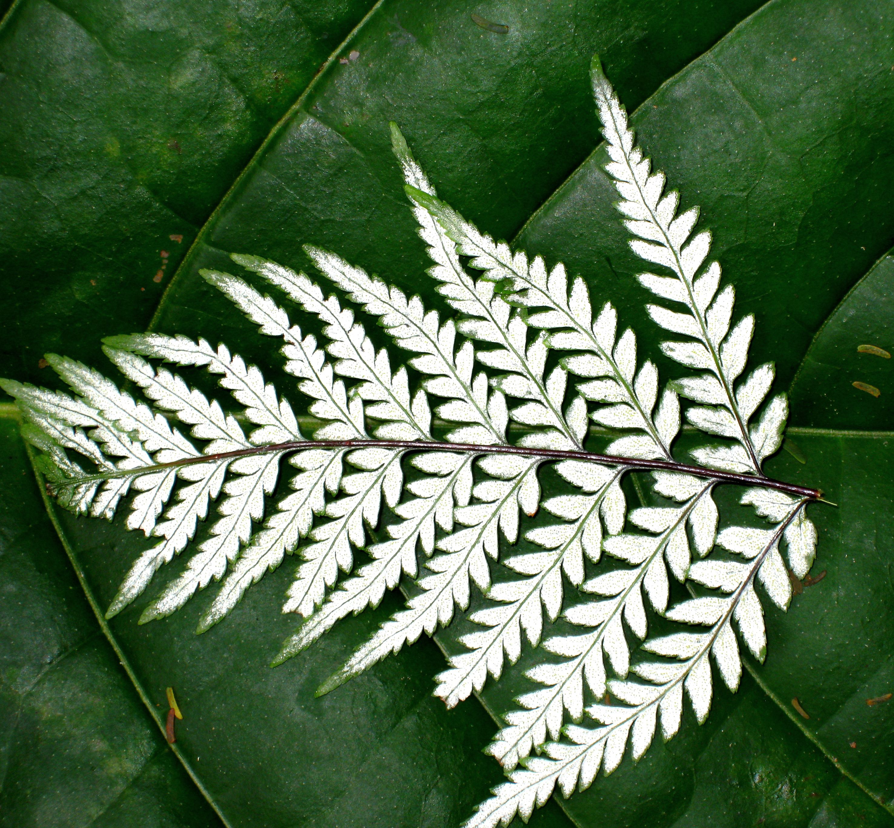 Jungle Fern on Leaf refined