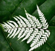 Jungle Fern on Leaf refined