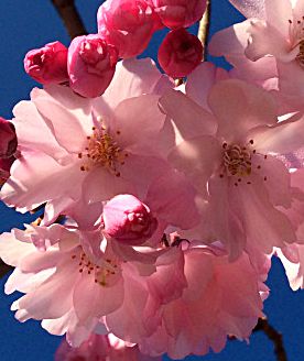 Pink cherry blossom 1 refined