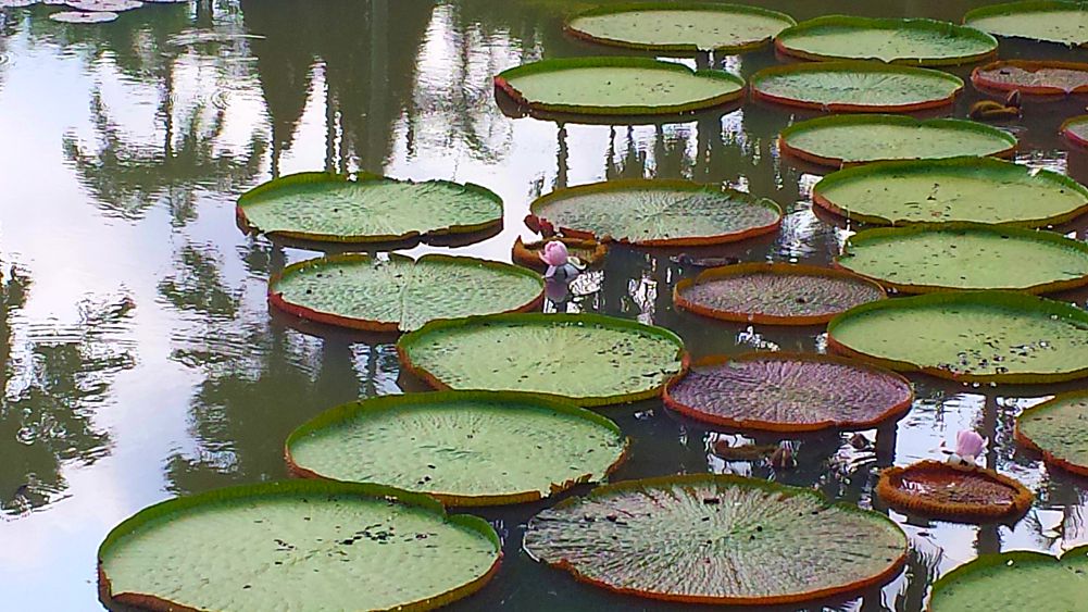 lilly pads refined