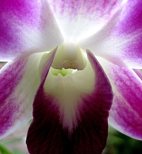 orchid life 2