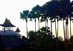 plams and temple view refined