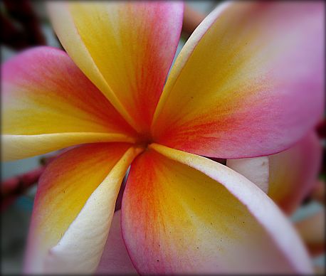 tropical beauty refined