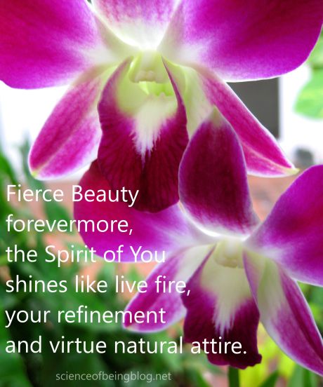 orchid purple twins fierce beauty