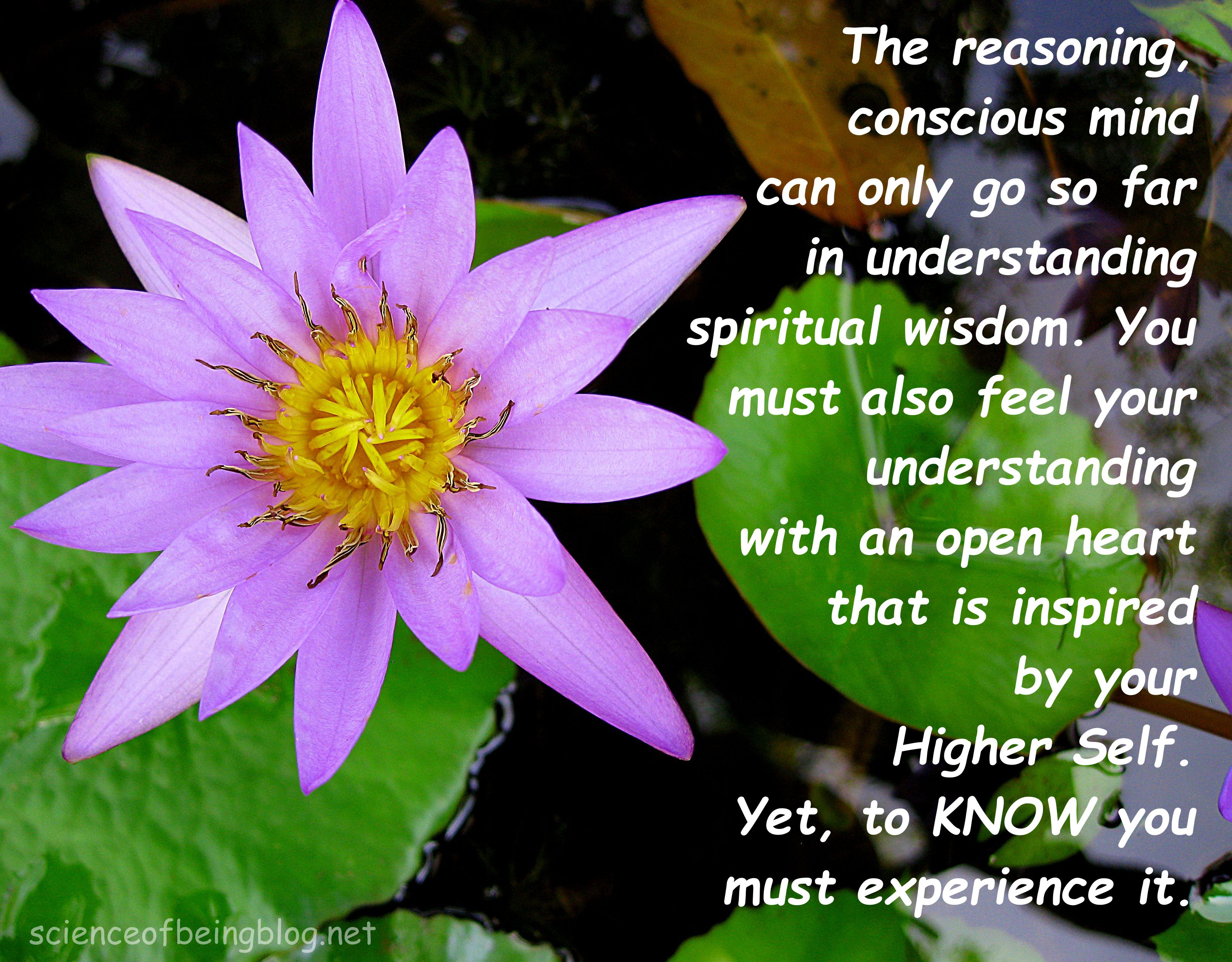 water lilly blue reasoning