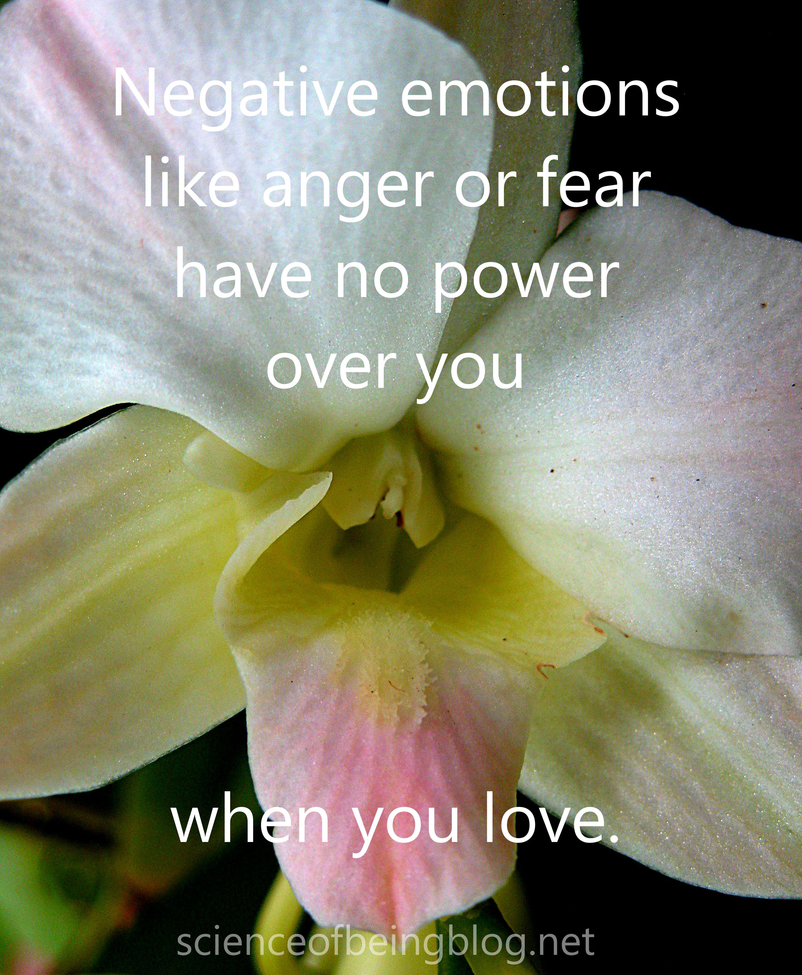 white orchid life refined 4