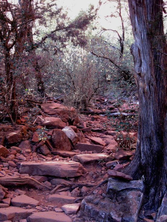 arid forest path 2 cropped