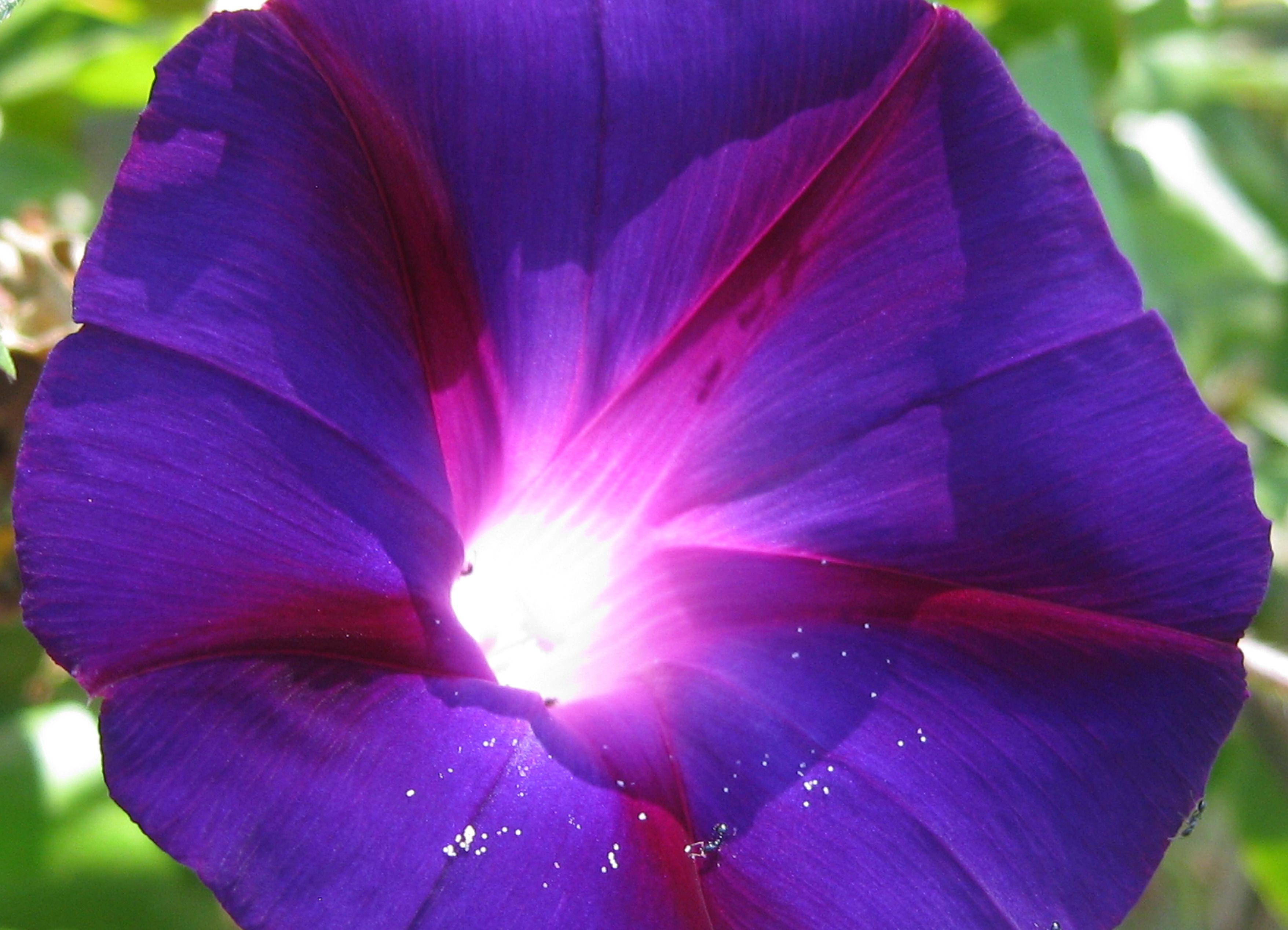 morning glory blue a 2016