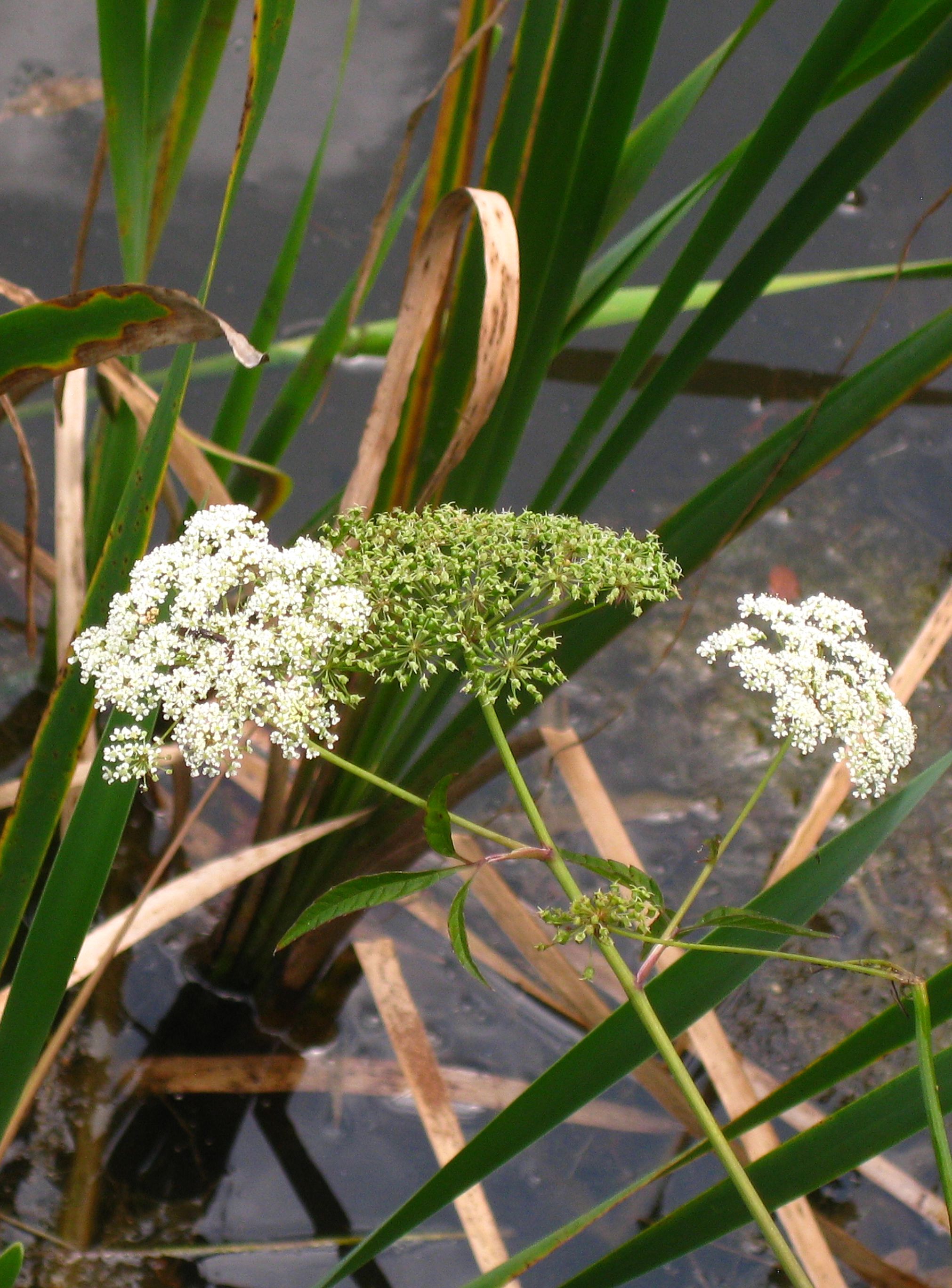 queen ann's lace at the lake2016