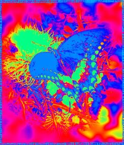 butterfly-darkness-atomic