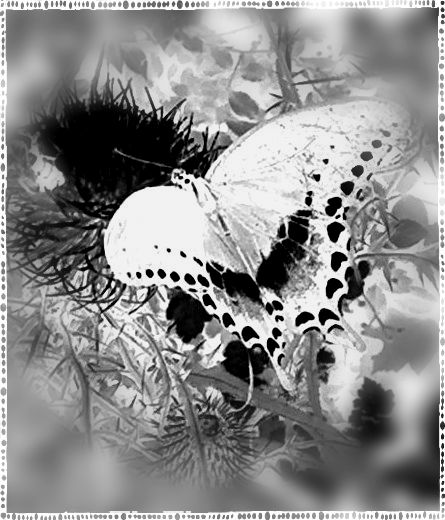 buttefly monochrome